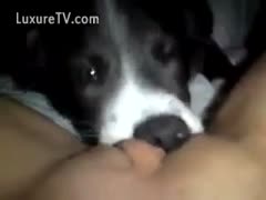 What a sweet dog he is, licking his owner's soft biscuit.